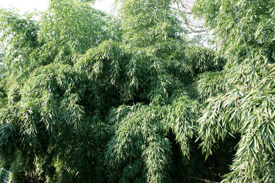 竹