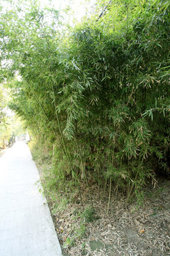 竹