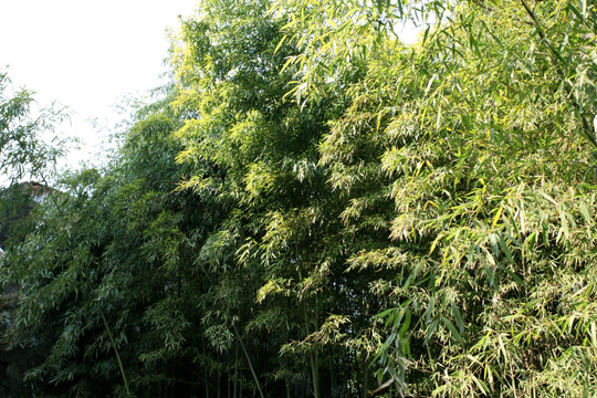 竹子 竹子圖