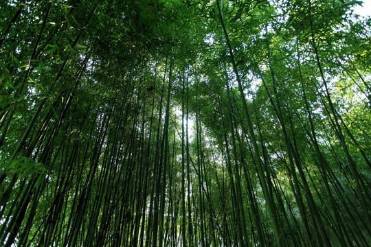 竹子 竹子圖 竹子背景