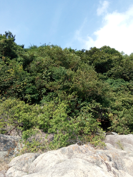 海边植被