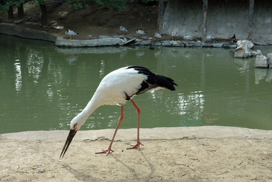 东方白鹳