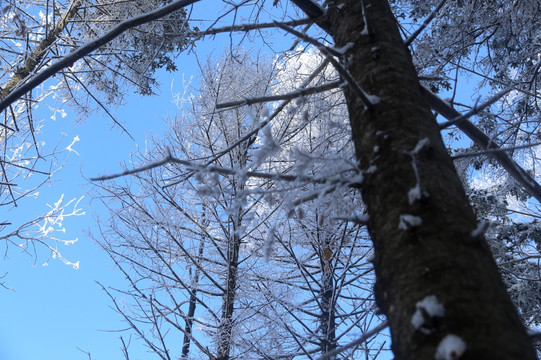 木 雪松 景观 植物 冬天
