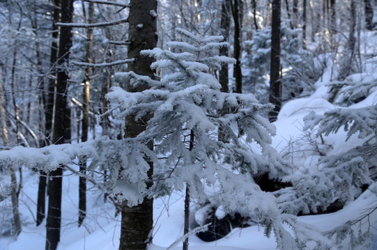 木 雪松 景观 植物 冬天