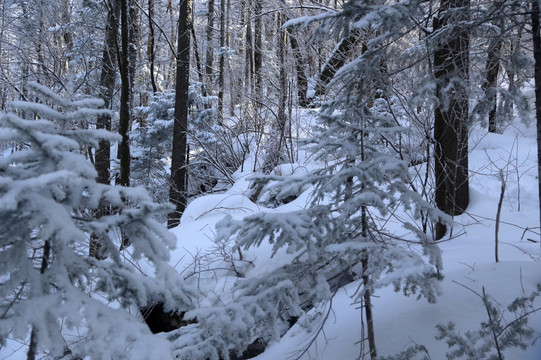 木 雪松 景观 植物 冬天