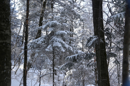 木 雪松 景观 植物 冬天