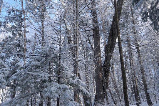 木 雪松 景观 植物 冬天