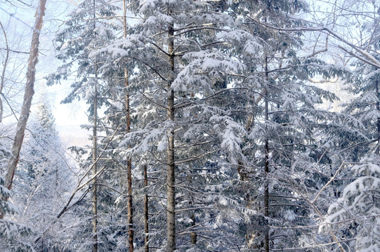 木 雪松 景观 植物