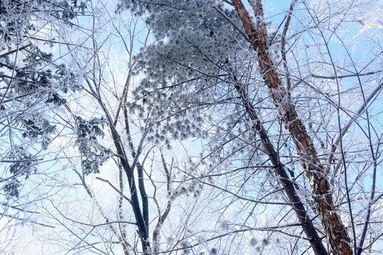 雪 风景 村庄 雪乡 农村