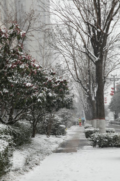 冬日雪景