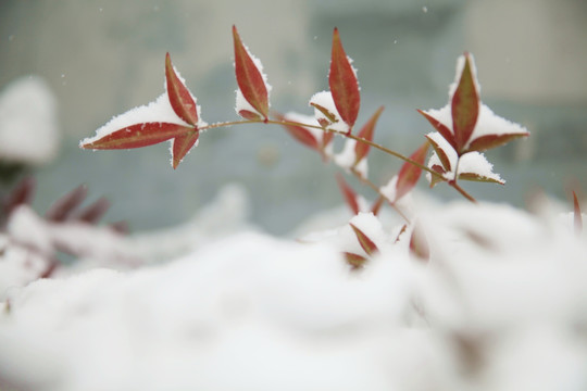 红叶积雪
