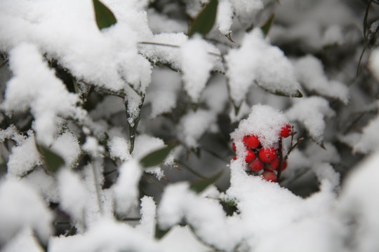 红豆积雪