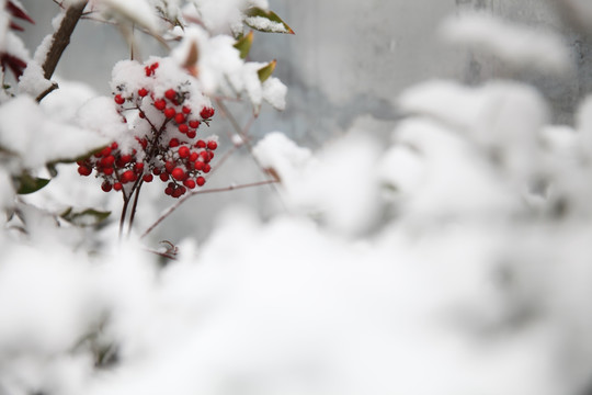 红豆积雪