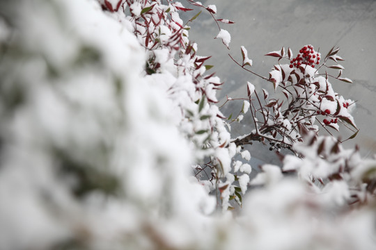 红叶落雪