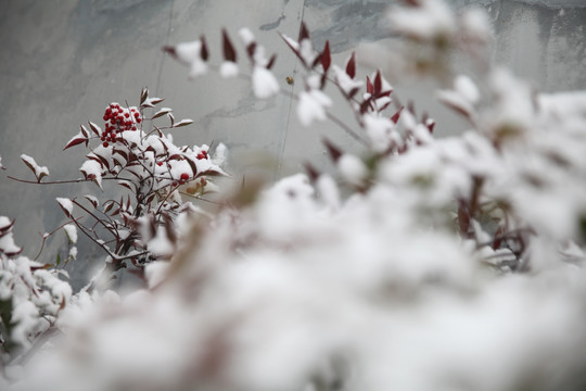 红叶落雪