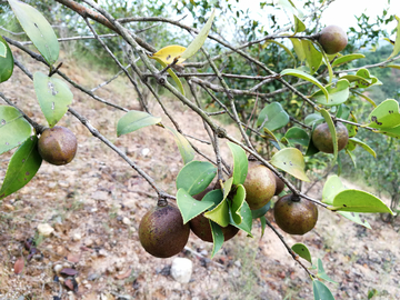 油茶果