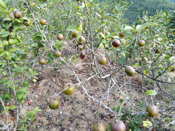 油茶果