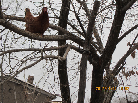 飞上树的鸡