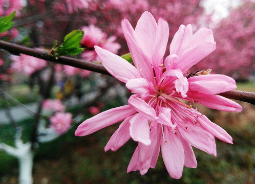 菊花桃特写