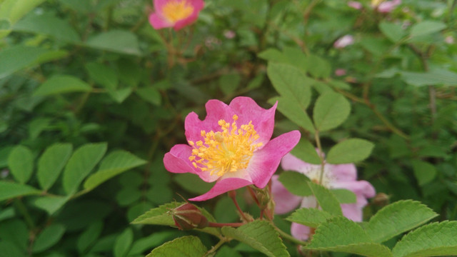 野蔷薇花特写