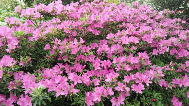 杜鵑花