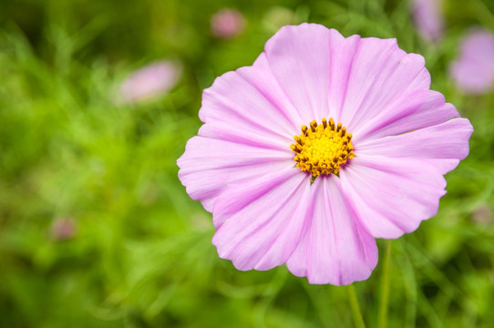 格桑花特写