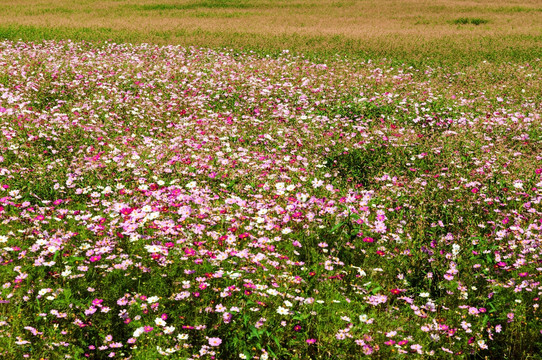 格桑花花海