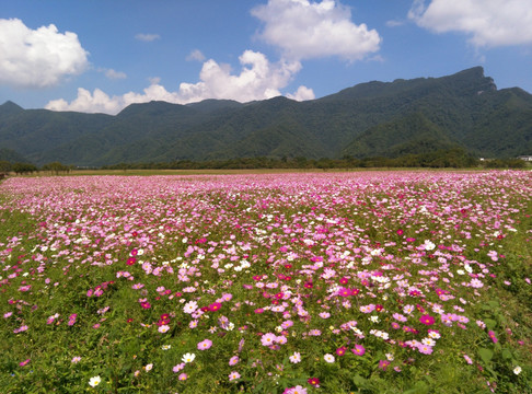 格桑花花海