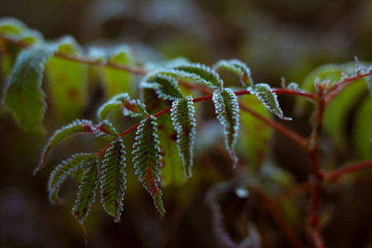 霜降 小草 枝叶 野草 霜花