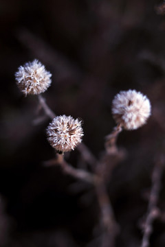 霜降 小草 枝叶 野草 霜花