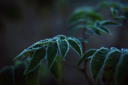 霜降 小草 枝叶 野草