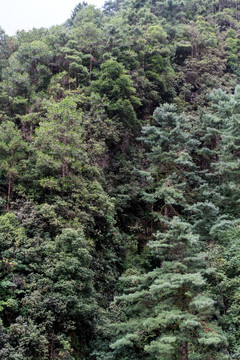 大理苍山 云南松树林