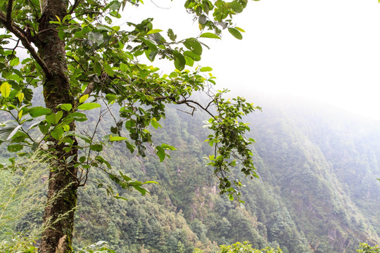 大理苍山 云南松树林