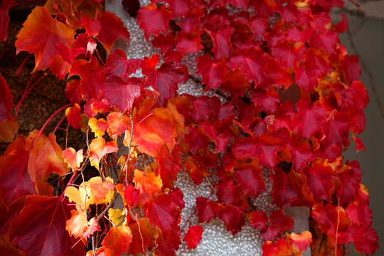 秋天红叶 秋景图