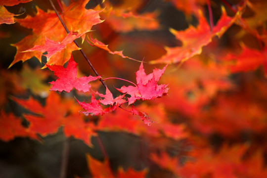 秋天紅葉