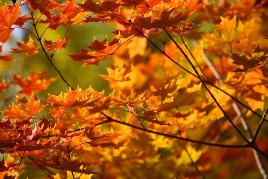 秋天红叶 秋景图