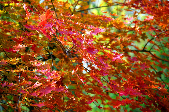 秋天红叶 秋景图 秋天