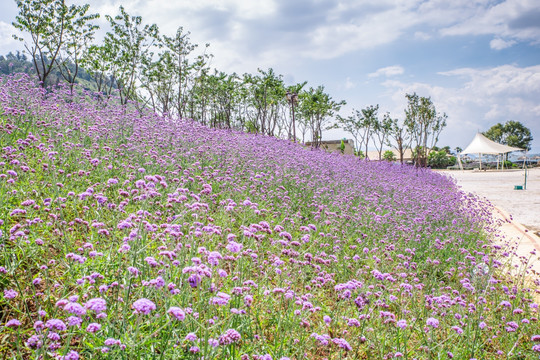 薰衣草花海