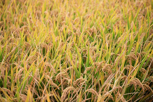 水稻 稻穗 稻田