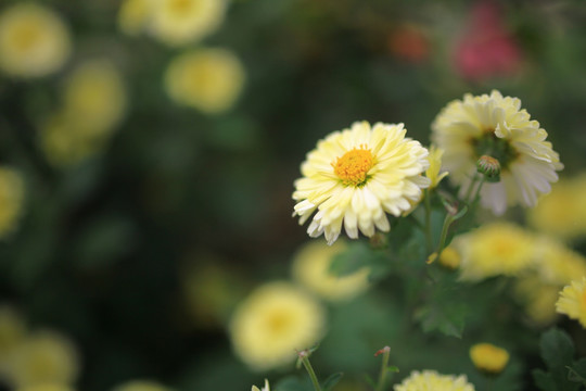 黄菊花