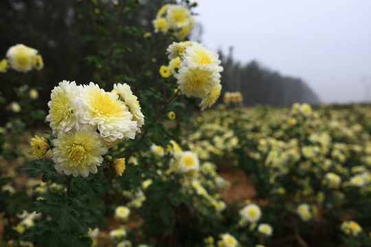 小菊花