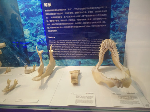 动物头骨标本