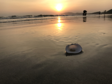 黄昏海滩贝壳