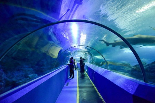 青岛海底世界玻璃走廊