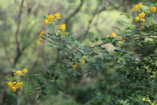 黄花槐