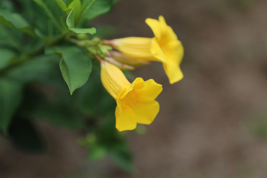 黄色牵牛花