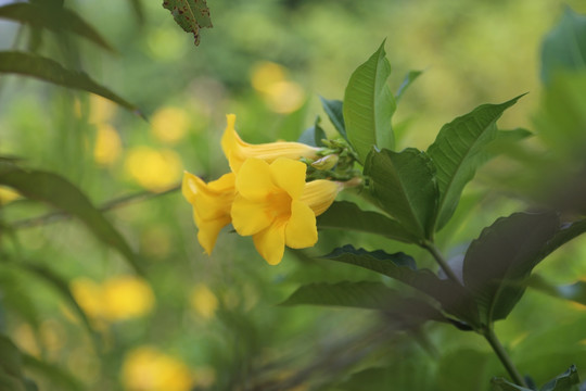 黄色牵牛花