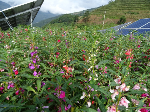 农光互补项目 凤仙花 太阳能板