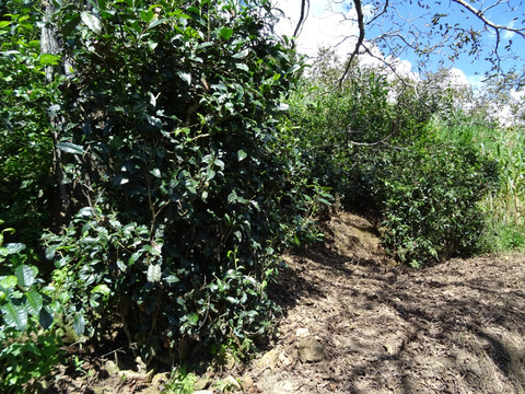 茶 绿色 茶叶 青苔 茶芽