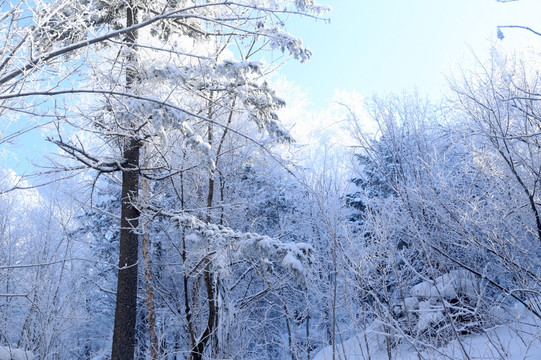 雪景